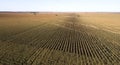 Sorghum crop growing in western queensland Royalty Free Stock Photo