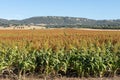 A sorghum crop ready for harvest. Royalty Free Stock Photo