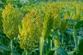 Sorghum ear Royalty Free Stock Photo