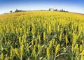 Sorghum field Royalty Free Stock Photo