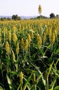 Sorghum field Royalty Free Stock Photo