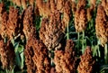 Sorghum field