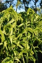 Sorghum field Royalty Free Stock Photo