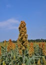 Sorghum field