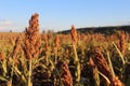 Sorghum field in evening sunlight, at the end of a summer`s day, France. Royalty Free Stock Photo
