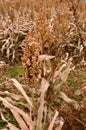 A sorghum field in the fall Royalty Free Stock Photo