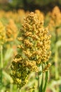 Sorghum in field of feed for livestock Royalty Free Stock Photo