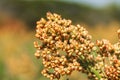 Sorghum in field of feed for livestock Royalty Free Stock Photo