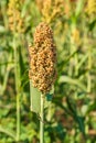 Sorghum in field of feed for livestock Royalty Free Stock Photo