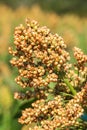 Sorghum in field of feed for livestock Royalty Free Stock Photo