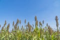 Sorghum field growth organic with blue sky background Royalty Free Stock Photo