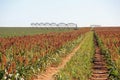 Sorghum field with irrigation system Royalty Free Stock Photo