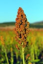 Sorghum field in morning sun light. Royalty Free Stock Photo