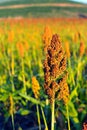 Sorghum field in morning sun light. Royalty Free Stock Photo