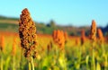 Sorghum field in morning sun light. Royalty Free Stock Photo