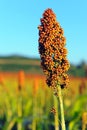 Sorghum field in morning sun light. Royalty Free Stock Photo