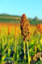 Sorghum field in morning sun light. Royalty Free Stock Photo