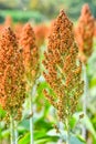 Sorghum field in morning sun light. Royalty Free Stock Photo
