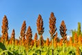 Sorghum field in morning sun light. Royalty Free Stock Photo