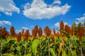 Sorghum field in morning sun light. Royalty Free Stock Photo