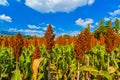 Sorghum field in morning sun light. Royalty Free Stock Photo