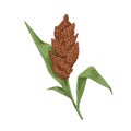 Sorghum, field plant with flower, grains. Vintage botanical drawing of blooming cereal crop with seeds, leaf. Realistic