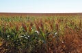 Sorghum field Royalty Free Stock Photo