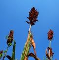 sorghum field under the blue sky,Sorghum fields bio fuel Argentinian lands bio combustible