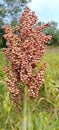 Sorghum fruit that is ready for the first harvest?