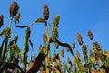 The close-up of sorghum field under the blue sky