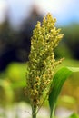 Sorghum is a genus of about 25 species of flowering plants in the grass family Poaceae Royalty Free Stock Photo