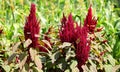 Sorghum is a genus of about 25 species of flowering plants in the grass family Poaceae Royalty Free Stock Photo