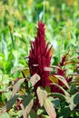 Sorghum is a genus of about 25 species of flowering plants in the grass family Poaceae Royalty Free Stock Photo