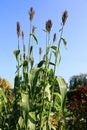 Sorghum is a genus of about 25 species of flowering plants in the grass family Poaceae. Royalty Free Stock Photo