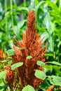 Sorghum is a genus of about 25 species of flowering plants in the grass family Poaceae Royalty Free Stock Photo