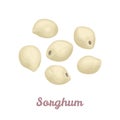 Sorghum grain isolated on a white background. Vector illustration of a gluten-free cereal.