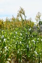 Sorghum plants growing in New Mexico