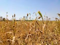 sorghum grows in a field against the blue sky. Royalty Free Stock Photo