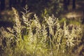 Sorghum halepense Royalty Free Stock Photo