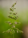 Sorghum halepense beautiful deep rhizome perennial herbaceous plant Royalty Free Stock Photo