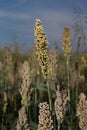 A sorghum head Royalty Free Stock Photo