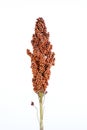 Sorghum isolated on white