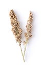 Sorghum isolated on white background