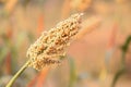 sorghum or jowar grain field Royalty Free Stock Photo