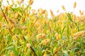 sorghum or jowar grain field Royalty Free Stock Photo
