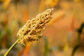 Sorghum or jowar grain field. Royalty Free Stock Photo