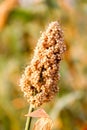Sorghum or jowar grain field. Royalty Free Stock Photo