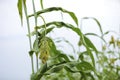 sorghum or jowar grain field Royalty Free Stock Photo