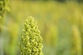 sorghum or jowar grain field Royalty Free Stock Photo