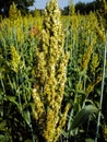 Sorghum kinky natural pattern on field